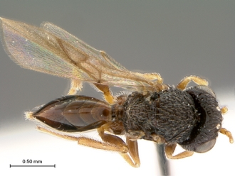 Paramblynotus_trisetosus_HT_female_habitus_dorsal