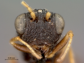 Paramblynotus_trisetosus_HT_female_head_frontal