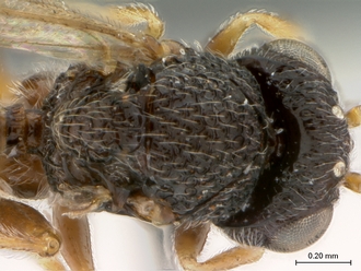Paramblynotus_trisetosus_HT_female_head_mesosoma_dorsal