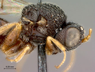 Paramblynotus_trisetosus_HT_female_head_mesosoma_lateral