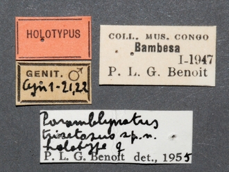 Paramblynotus_trisetosus_HT_female_labels