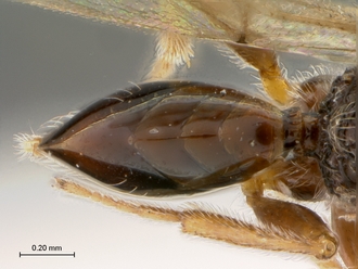 Paramblynotus_trisetosus_HT_female_metasoma_dorsal