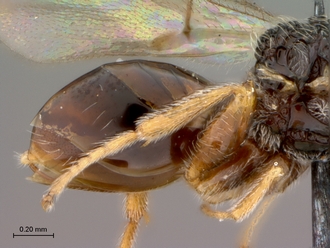 Paramblynotus_trisetosus_HT_female_metasoma_lateral