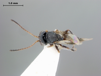 Paramblynotus_vannoorti_dorsalhabitus02E