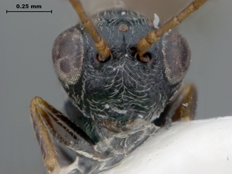 Paramblynotus_vannoorti_headAnt02E