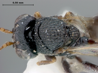 Paramblynotus_vannoorti_headmesodorsal