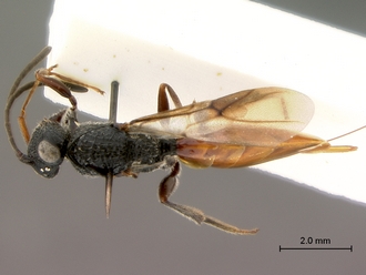 Paramblynotus_yangambicola_HT_female_habitus_dorsal