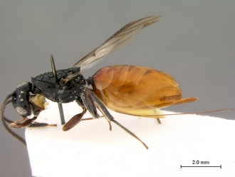 Paramblynotus_yangambicola_HT_female_habitus_lateral