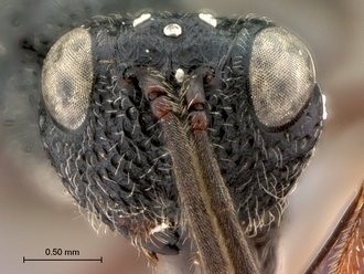 Paramblynotus_yangambicola_HT_female_head_frontal