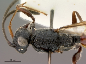 Paramblynotus_yangambicola_HT_female_head_mesosoma_dorsal