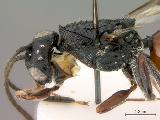 Paramblynotus_yangambicola_HT_female_head_mesosoma_lateral