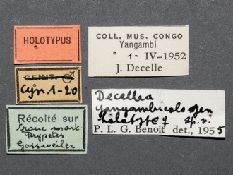 Paramblynotus_yangambicola_HT_female_labels