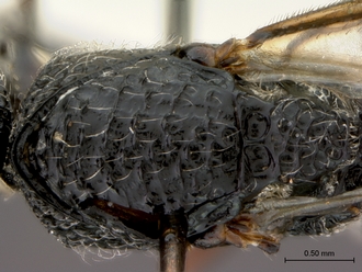 Paramblynotus_yangambicola_HT_female_mesosoma_dorsal