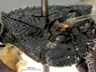 Paramblynotus_yangambicola_HT_female_mesosoma_lateral