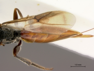 Paramblynotus_yangambicola_HT_female_metasoma_dorsal