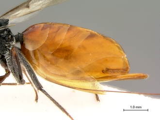 Paramblynotus_yangambicola_HT_female_metasoma_lateral