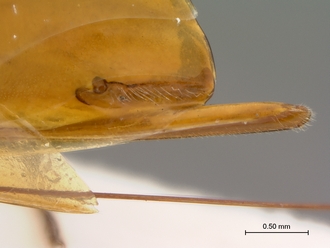 Paramblynotus_yangambicola_HT_female_ovipositor