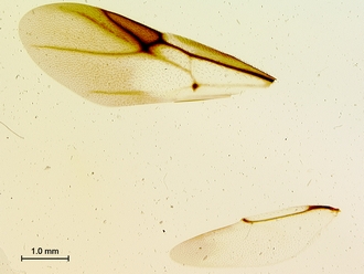 Paramblynotus_yangambicola_HT_female_wings