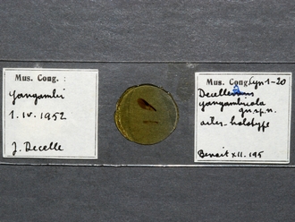 Paramblynotus_yangambicola_HT_female_wings_slide