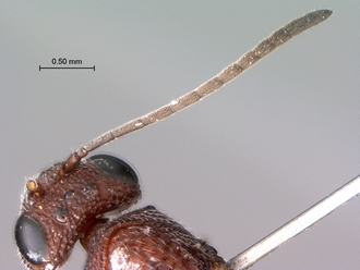 Paramblynotus_zohy_MNHN_HT_female_antenna
