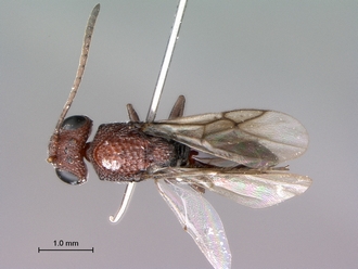 Paramblynotus_zohy_MNHN_HT_female_habitus_dorsal