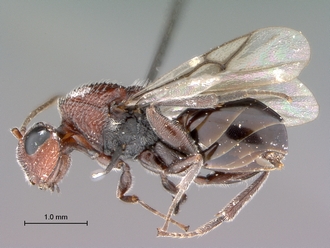 Paramblynotus_zohy_MNHN_HT_female_habitus_lateral