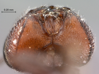 Paramblynotus_zohy_MNHN_HT_female_head_underside