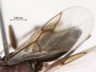 Paramblynotus_zohy_MNHN_HT_female_wings