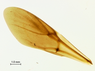 Oberthuerella_aureopilosa_HT_female_forewing_SM_330.jpg