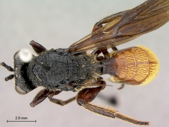 Oberthuerella_aureopilosa_HT_female_habitus_dorsal_330.jpg