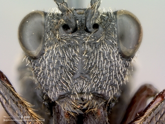 Oberthuerella_aureopilosa_HT_female_head_frontal_330.jpg