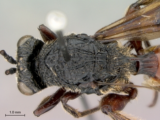 Oberthuerella_aureopilosa_HT_female_head_mesosoma_dorsal_330.jpg