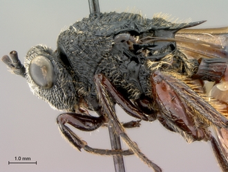 Oberthuerella_aureopilosa_HT_female_head_mesosoma_lateral_330.jpg