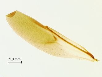 Oberthuerella_aureopilosa_HT_female_hindwing_SM_330.jpg