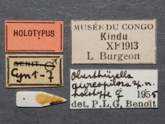 Oberthuerella_aureopilosa_HT_female_labels_330.jpg