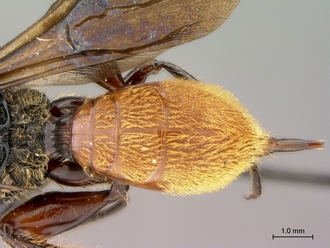 Oberthuerella_aureopilosa_HT_female_metasoma_dorsal_330.jpg