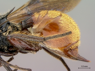 Oberthuerella_aureopilosa_HT_female_metasoma_lateral_330.jpg