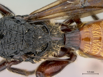 Oberthuerella_aureopilosa_HT_female_scutellum_dorsal_330.jpg