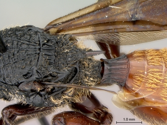 Oberthuerella_aureopilosa_HT_female_scutellum_dorsolateral_330.jpg