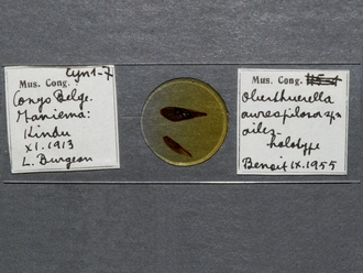 Oberthuerella_aureopilosa_HT_female_slide_330.jpg
