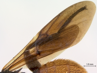 Oberthuerella_aureopilosa_HT_female_wings_330.jpg