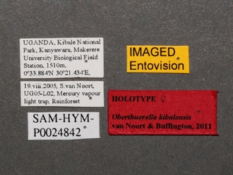 Oberthuerella_kibalensis_SAM-HYM-P024842_HT_female_labels