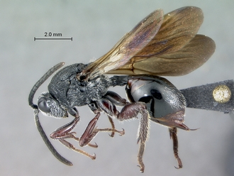 Oberthuerella_kibalensis_SAM-HYM-P024842_habitus