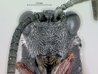 Oberthuerella_kibalensis_SAM-HYM-P024842_head_frontal