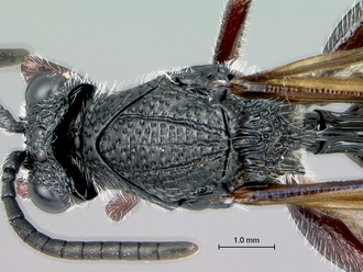 Oberthuerella_kibalensis_SAM-HYM-P024842_head_mesosoma_dorsal