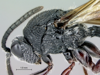Oberthuerella_kibalensis_SAM-HYM-P024842_head_mesosoma_lateral
