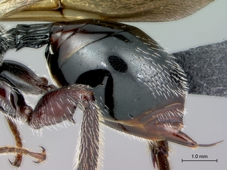 Oberthuerella_kibalensis_SAM-HYM-P024842_metasoma_lateral