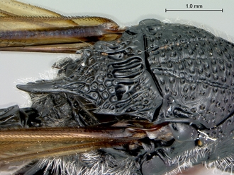Oberthuerella_kibalensis_SAM-HYM-P024842_scutellum
