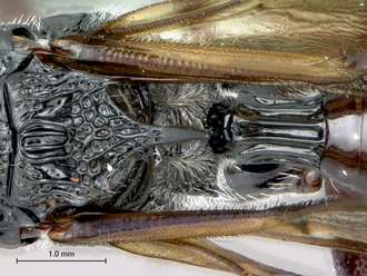 Oberthuerella_kibalensis_SAM-HYM-P024842_HT_female_labels