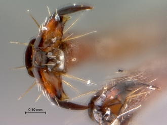 Oberthuerella_kibalesnsi_SAM-HYM-P024842_HT_female_pro-tarsal_claws